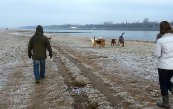 Mit den Hunden im Winter auf der Löricker Rheinwiese