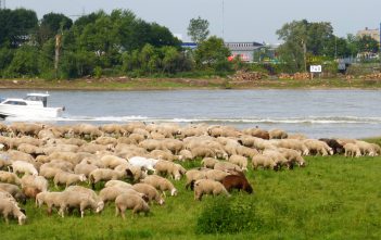 Schafsherde auf der Lausward in Düsseldorf
